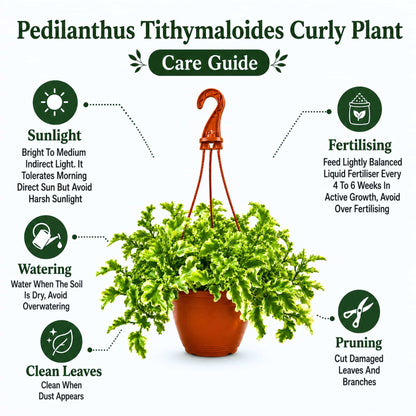 Pedilanthus Tithymaloides Curly Variegated Live Plant With Hanging Pot