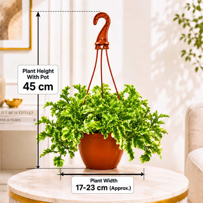 Pedilanthus Tithymaloides Curly Variegated Live Plant With Hanging Pot