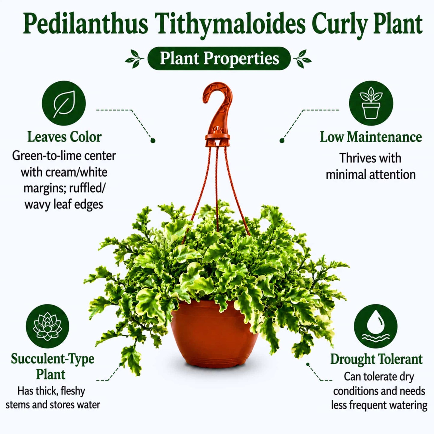 Pedilanthus Tithymaloides Curly Variegated Live Plant With Hanging Pot