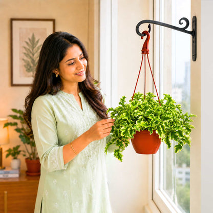 Pedilanthus Tithymaloides Curly Variegated Live Plant With Hanging Pot
