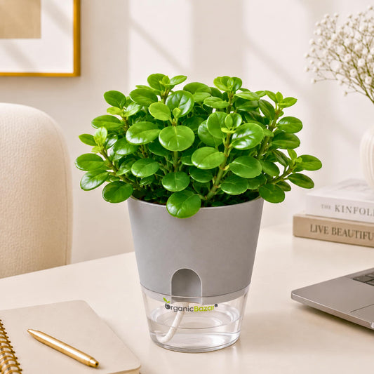 Peperomia Pecuniifolia Coin Leaf Live Plant
