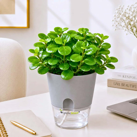 Peperomia Pecuniifolia Coin Leaf Live Plant