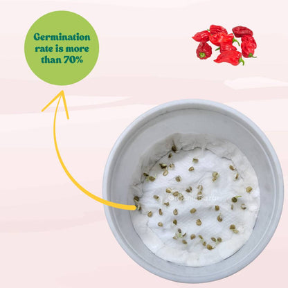 Pepper Habanero Red Seeds (50 Seeds) High Yield | High Germination | Best for Home Gardens