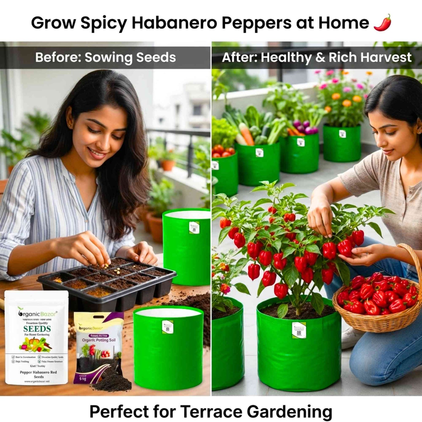 Pepper Habanero Red Seeds (50 Seeds) High Yield | High Germination | Best for Home Gardens
