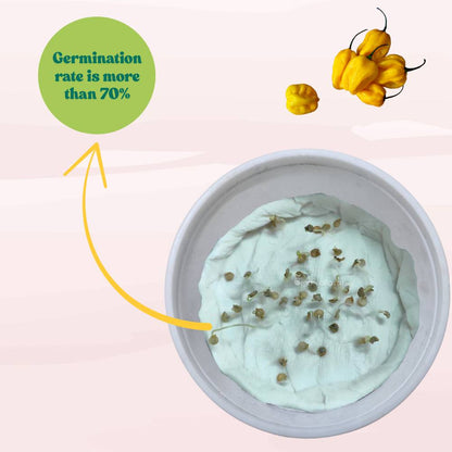 Pepper Habanero Yellow Seeds (50 Seeds) High Yield | High Germination | Best for Home Gardens