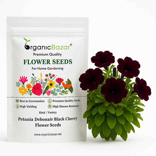 Petunia Debonair Black Cherry Flower Seeds (30 Seeds) High Germination/ Easy To grow/ Perfect for pots, balconies, or Terrace gardens