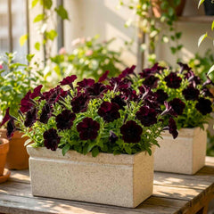 Petunia Debonair Black Cherry Flower Seeds (30 Seeds) High Germination/ Easy To grow/ Perfect for pots, balconies, or Terrace gardens