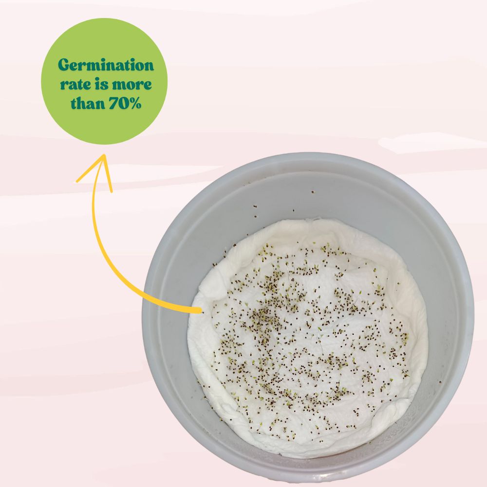 Petunia Dwarf Stars Mix Seeds (300 Seeds) High Germination/ Easy To grow/ Perfect for pots, balconies, or Terrace gardens