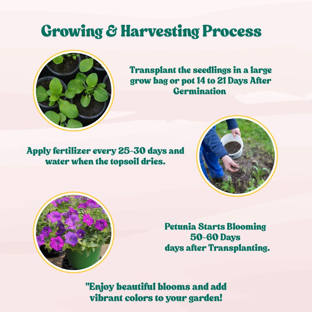 Petunia Nana Compacta Mix Seeds (300 Seeds) High Germination/ Easy To grow/ Perfect for pots, balconies, or Terrace gardens