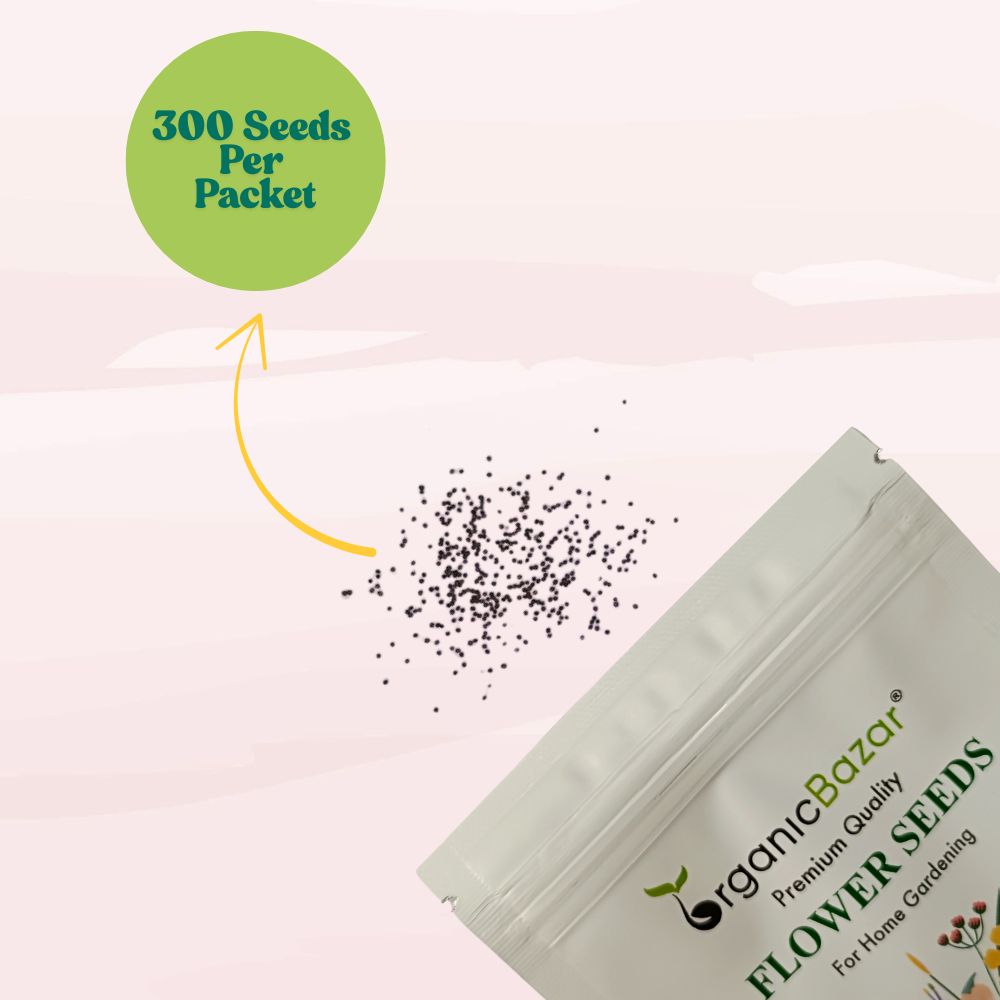 Petunia Nana Compacta Mix Seeds (300 Seeds) High Germination/ Easy To grow/ Perfect for pots, balconies, or Terrace gardens