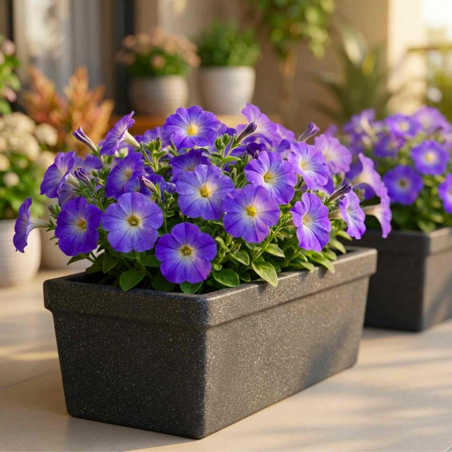 Petunia Sophistica Blue Morn Flower Seeds (30 Seeds) High Germination/ Easy To grow/ Perfect for pots, balconies, or Terrace gardens