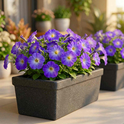 Petunia Sophistica Blue Morn Flower Seeds (30 Seeds) High Germination/ Easy To grow/ Perfect for pots, balconies, or Terrace gardens