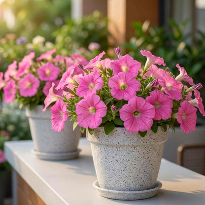 Petunia Supercascade Pink Flower Seeds (50 Seeds) High Germination/ Easy To grow/ Perfect for pots, balconies, or Terrace gardens
