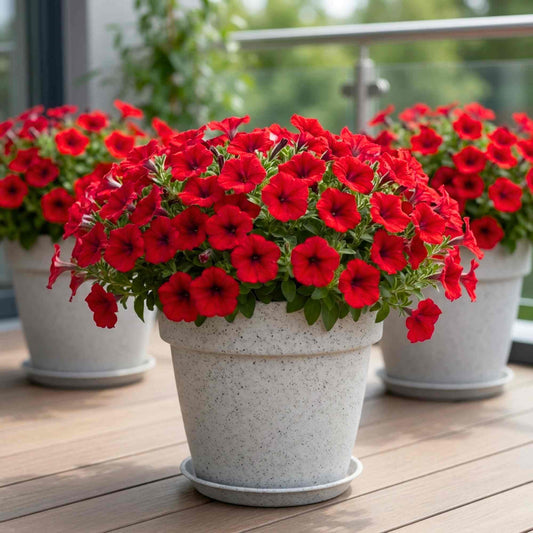 Petunia Supercascade Red Flower Seeds (50 Seeds) High Germination/ Easy To grow/ Perfect for pots, balconies, or Terrace gardens