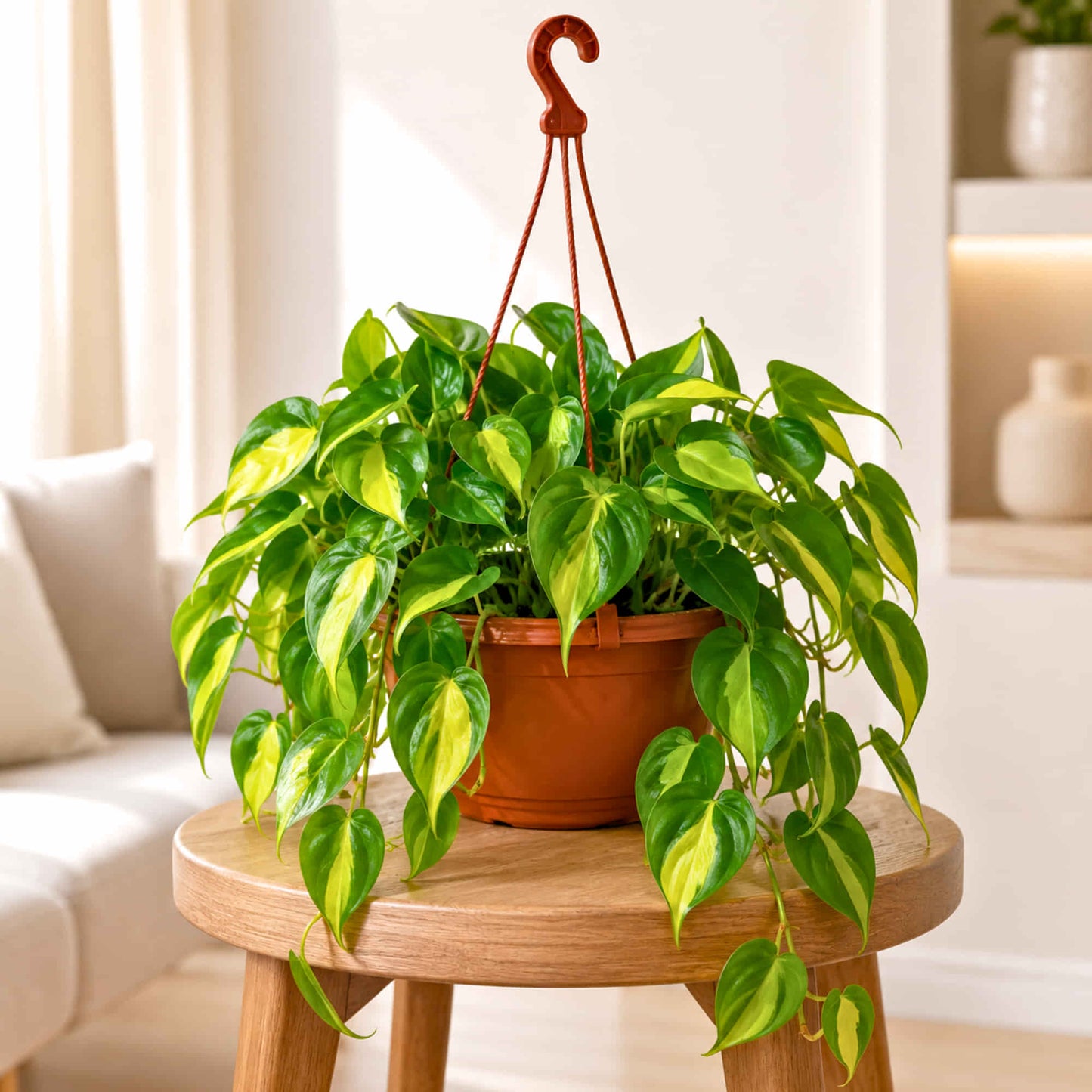 Philodendron Hederaceum 'Brazil' Live Plant with Hanging Basket