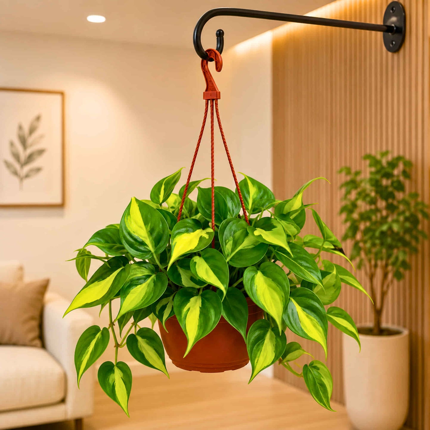 Philodendron Hederaceum 'Brazil' Live Plant with Hanging Basket