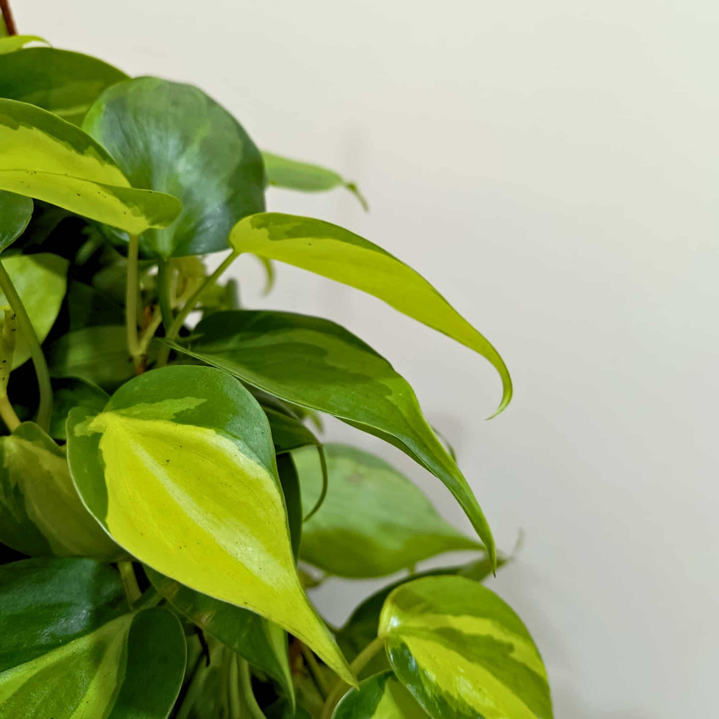 Philodendron Hederaceum 'Brazil' Live Plant with Hanging Basket