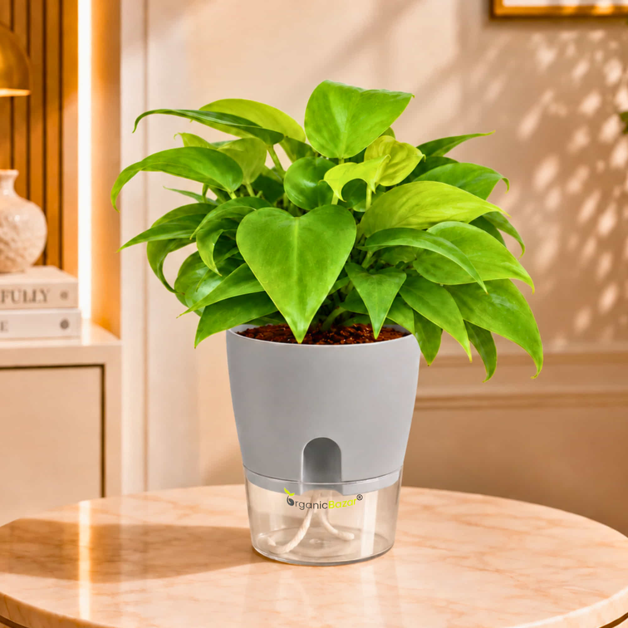 Philodendron Golden Live Plant