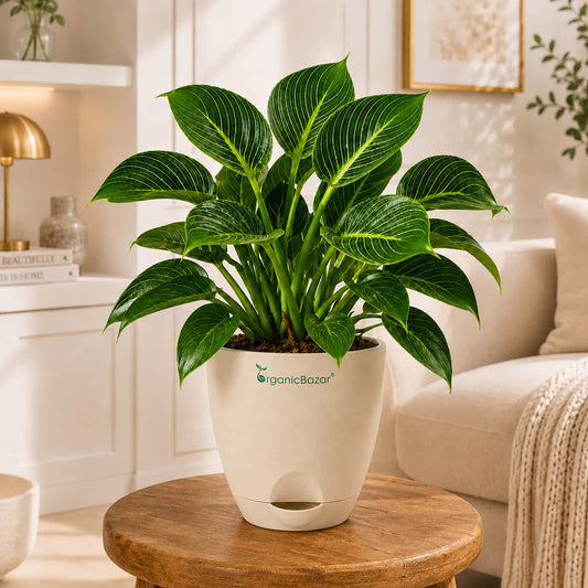 Philodendron Birkin Live Plant | White Pinstripe Rare Indoor Plant