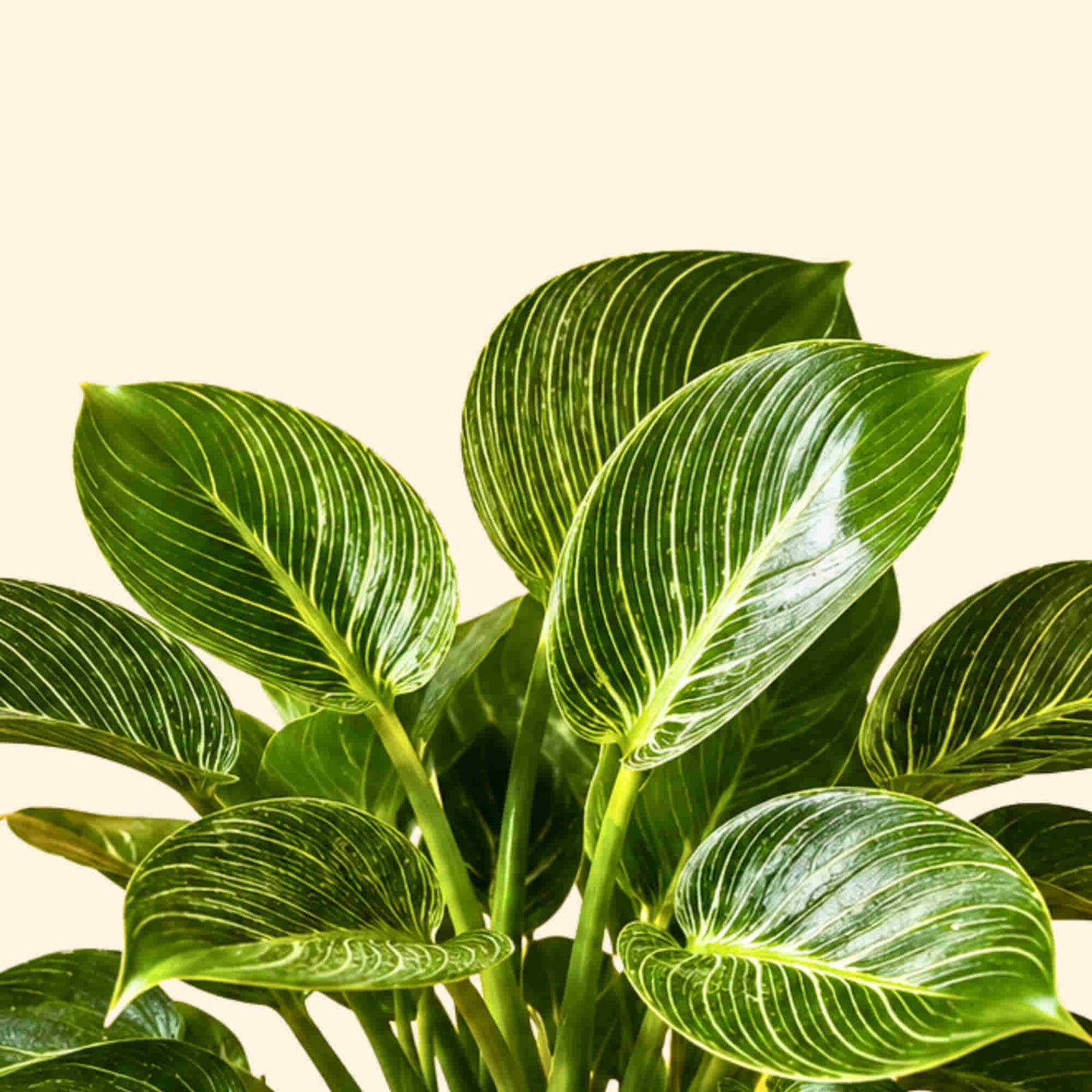 philodendron birkin name origin Philodendron Birkin Live Plant Online – OrganicBazar – Organicbazar