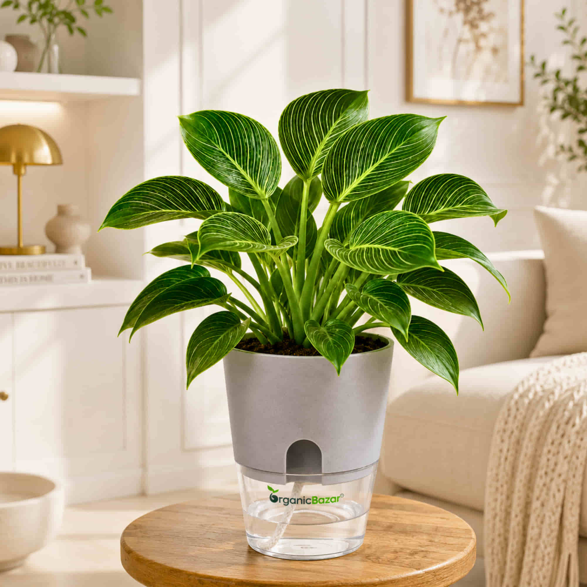 Philodendron Birkin Live Plant | White Pinstripe Rare Indoor Plant
