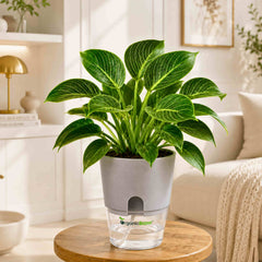 Philodendron Birkin Live Plant | White Pinstripe Rare Indoor Plant