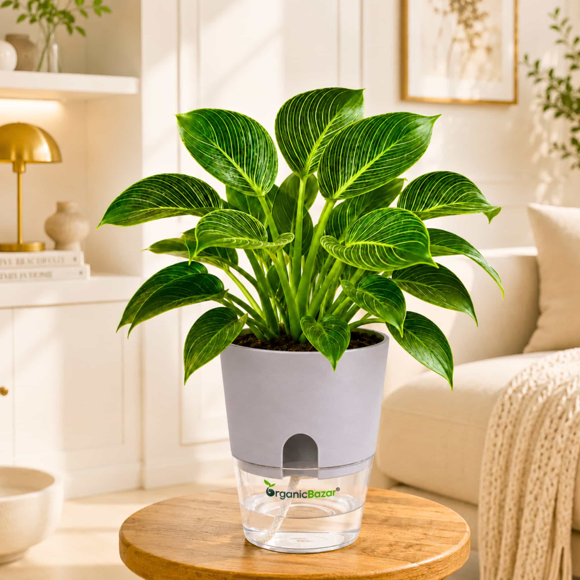 Philodendron Birkin Live Plant | White Pinstripe Rare Indoor Plant