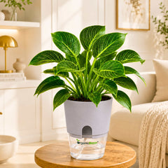 Philodendron Birkin Live Plant | White Pinstripe Rare Indoor Plant