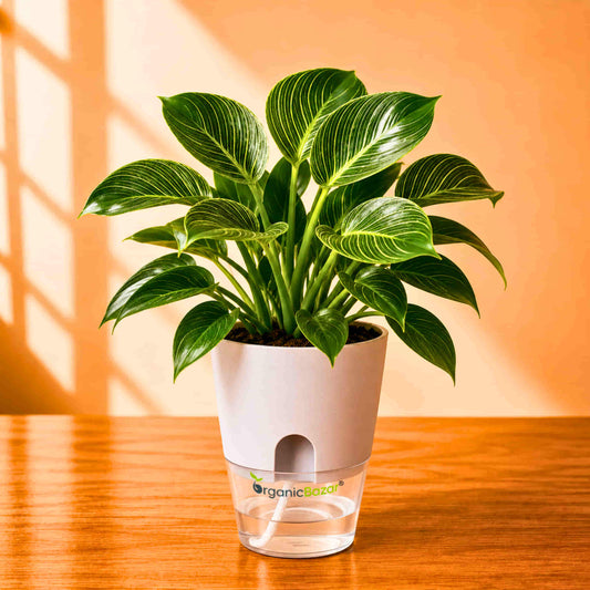 Philodendron Birkin Live Plant | White Pinstripe Rare Indoor Plant | Ideal for Home & Office