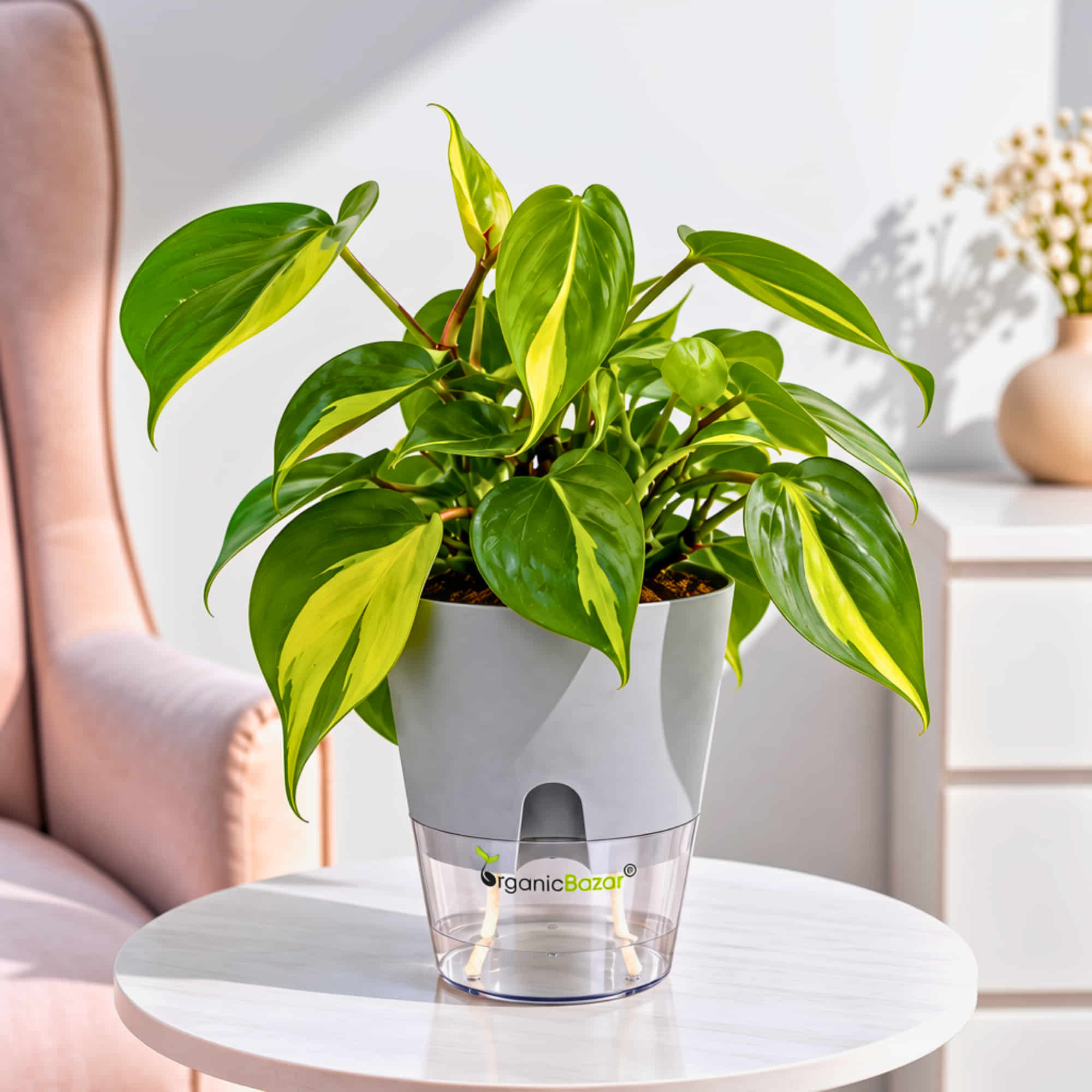 Philodendron Brasil Live Plant
