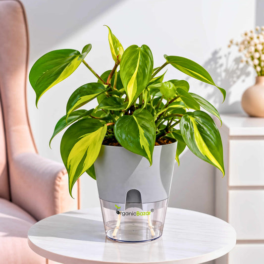Philodendron Brasil Live Plant