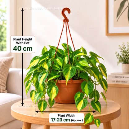 Philodendron Hederaceum 'Brazil' Live Plant with Hanging Basket