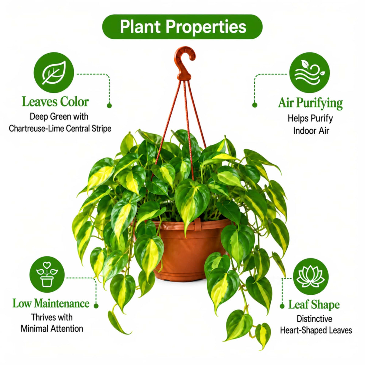 Philodendron Hederaceum 'Brazil' Live Plant with Hanging Basket