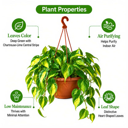 Philodendron Hederaceum 'Brazil' Live Plant with Hanging Basket