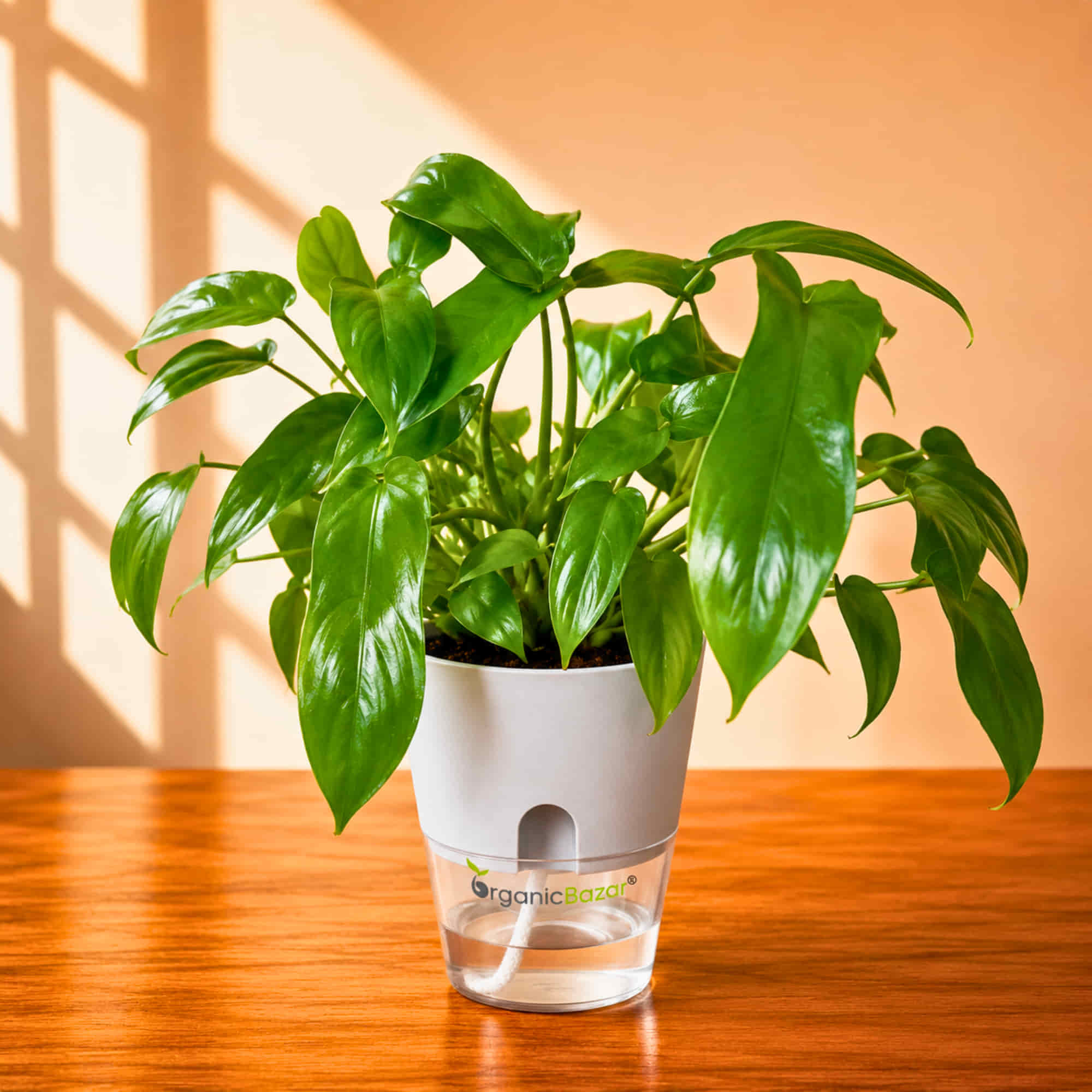 Philodendron Hybrida 'Florida Beauty' Live Plant