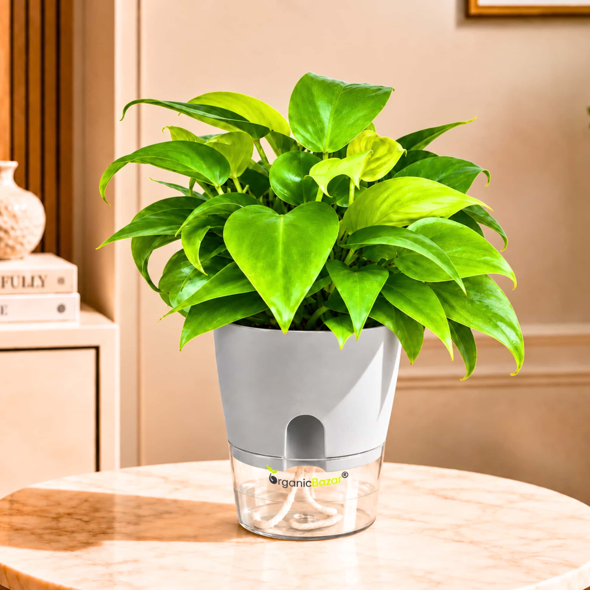 Philodendron Golden Live Plant