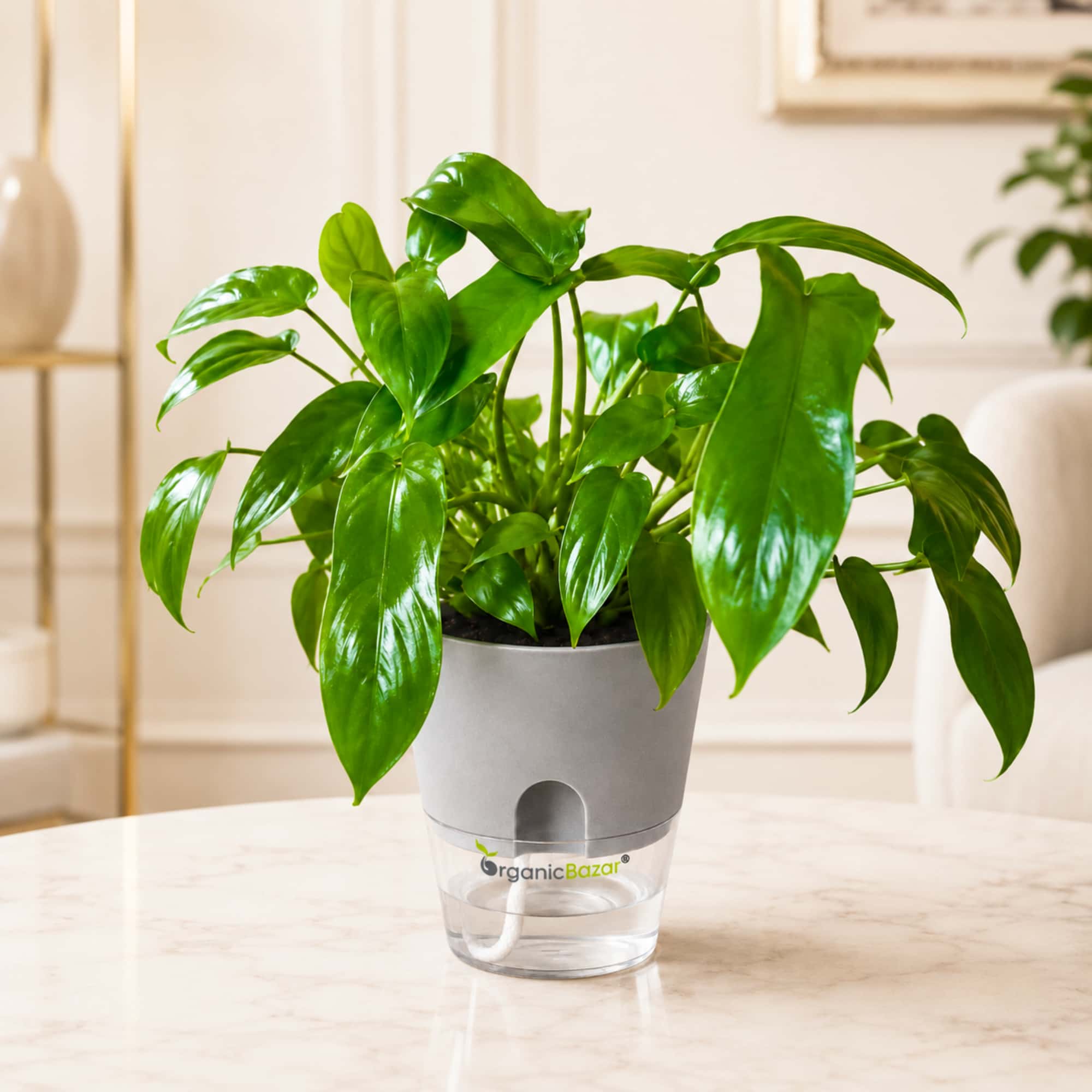 Philodendron Hybrida 'Florida Beauty' Live Plant