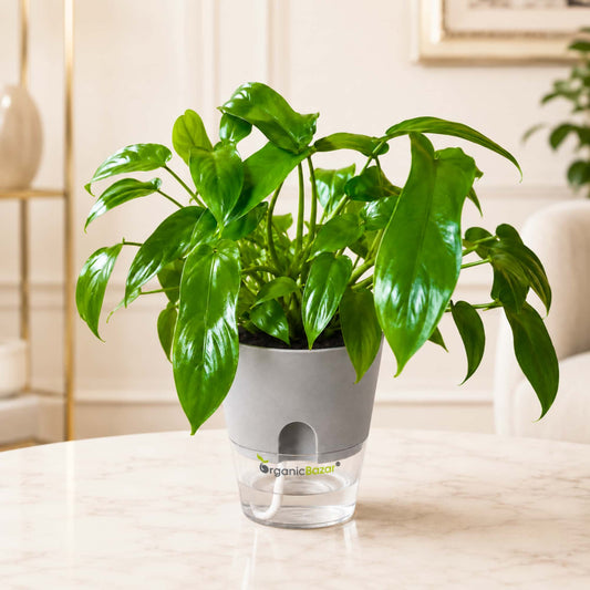 Philodendron Hybrida 'Florida Beauty' Live Plant