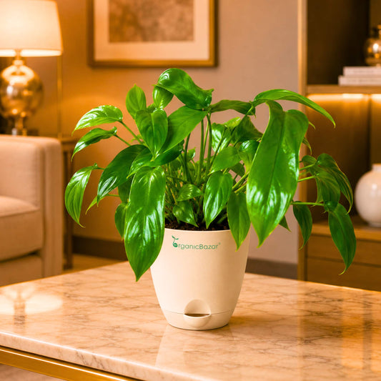 Philodendron Hybrida 'Florida Beauty' Live Plant