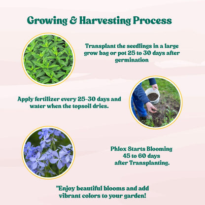 Phlox Beauty Dwarf Blue Seeds (200 Seeds) High Germination/ Easy To grow/ Perfect for pots, balconies, or Terrace gardens