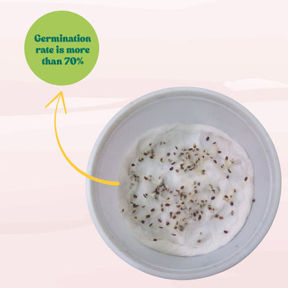 Phlox Beauty Dwarf Blue Seeds (200 Seeds) High Germination/ Easy To grow/ Perfect for pots, balconies, or Terrace gardens