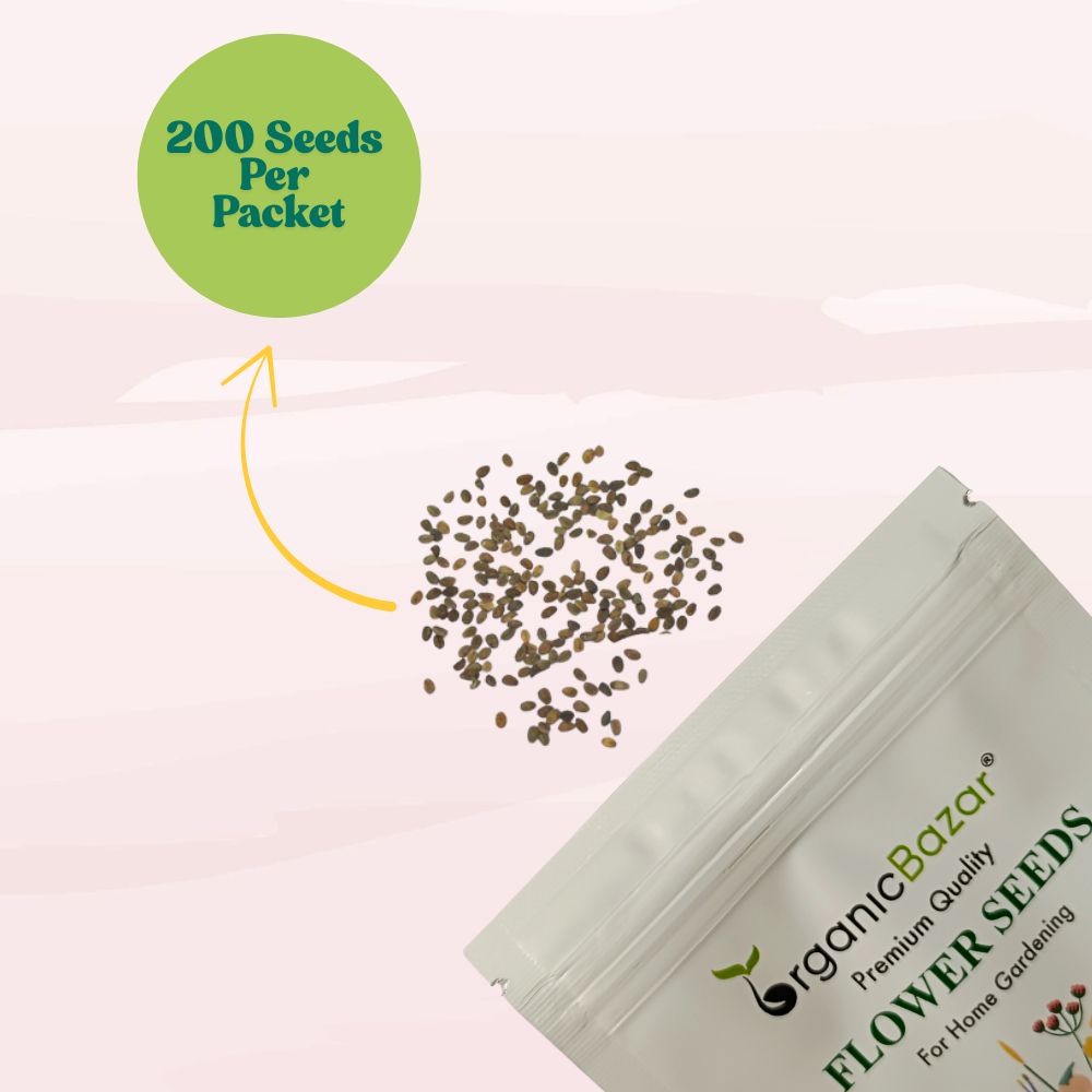 Phlox Beauty Dwarf Blue Seeds (200 Seeds) High Germination/ Easy To grow/ Perfect for pots, balconies, or Terrace gardens