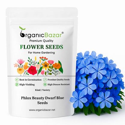 Phlox Beauty Dwarf Blue Seeds (200 Seeds) High Germination/ Easy To grow/ Perfect for pots, balconies, or Terrace gardens
