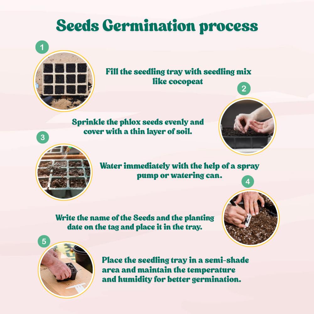 Phlox Beauty Dwarf Red Seeds (200 Seeds) High Germination/ Easy To grow/ Perfect for pots, balconies, or Terrace gardens