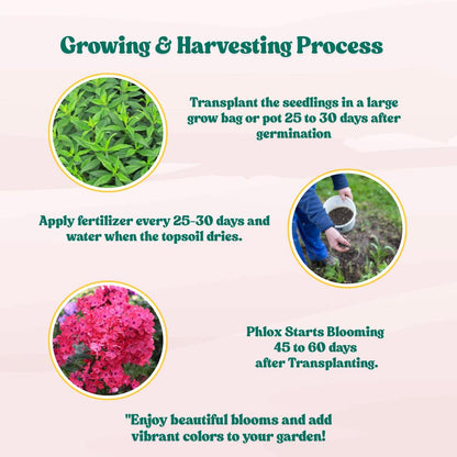 Phlox Beauty Dwarf Red Seeds (200 Seeds) High Germination/ Easy To grow/ Perfect for pots, balconies, or Terrace gardens