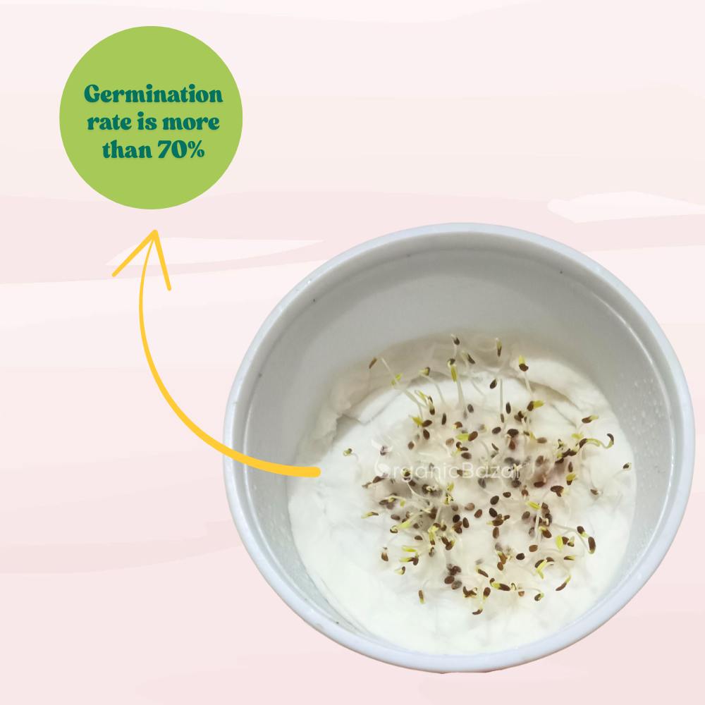 Phlox Beauty Dwarf Red Seeds (200 Seeds) High Germination/ Easy To grow/ Perfect for pots, balconies, or Terrace gardens