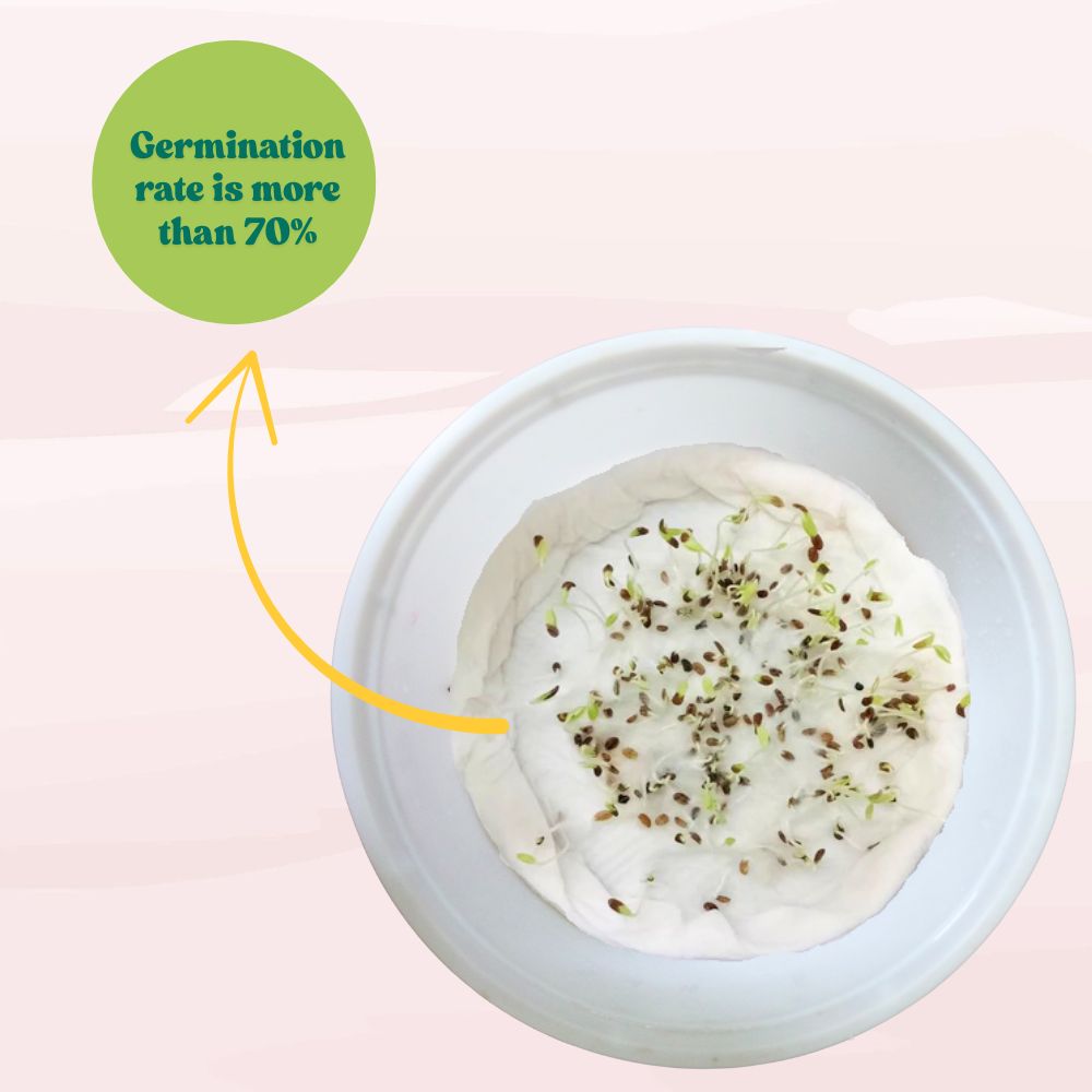 Phlox Twinkle Dwarf Mix Seeds (200 Seeds) High Germination/ Easy To grow/ Perfect for pots, balconies, or Terrace gardens