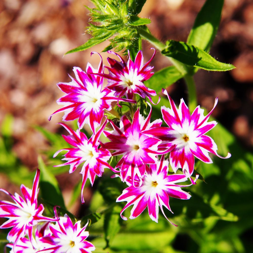 Phlox Twinkle Dwarf Mix Seeds (200 Seeds) High Germination/ Easy To grow/ Perfect for pots, balconies, or Terrace gardens