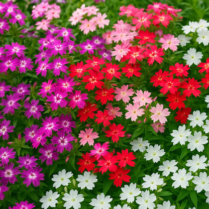 Phlox Twinkle Dwarf Mix Seeds (200 Seeds) High Germination/ Easy To grow/ Perfect for pots, balconies, or Terrace gardens