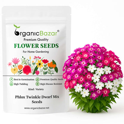 Phlox Twinkle Dwarf Mix Seeds (200 Seeds) High Germination/ Easy To grow/ Perfect for pots, balconies, or Terrace gardens